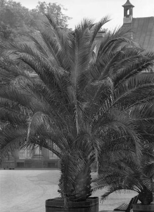 Pillnitz. Kanarische Dattelpalme : Dresden-Pillnitz, Schlosspark Pillnitz. Kanarische Dattelpalme (Quercus macranthera Fisch. et Mey) als Kübelpflanze im Freien an der Orangerie