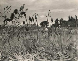 Garten / Wiese