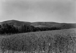 Landschaftsblick : Blick über ein Weizenfeld, das sich an einem Weg nördlich Sétif befindet. Im Hintergrund sind kahle Berghänge zu erkennen.