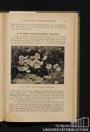 b) Die Bepflanzung des regelmäßigen Steingartens.