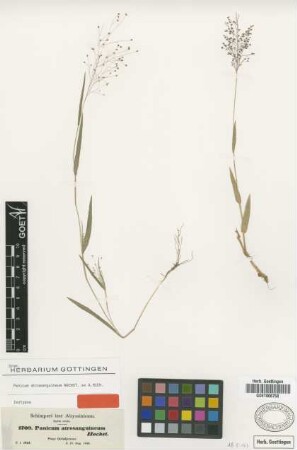 Panicum atrosanguineum Hochst. ex A.Rich. [isotype]