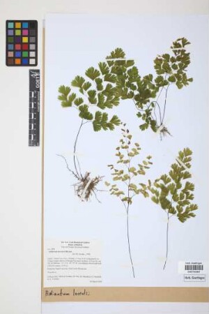 Adiantum lorentzii Hieron.
