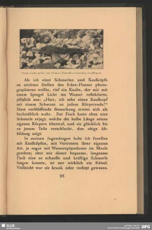 Groppe, Cottus gobio, eine Schmerle, Nemachilus barbatulus, verschlingend