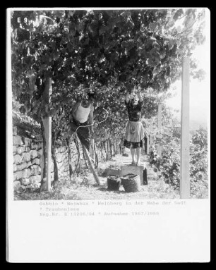 Gubbio, Traubenlese in einem Weinberg bei Gubbio