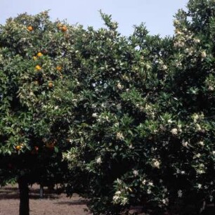 Orangenbäume in Blüte bei Arta