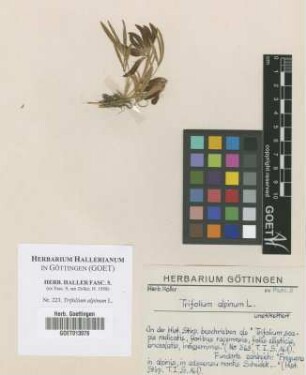 Trifolium alpinum L.
