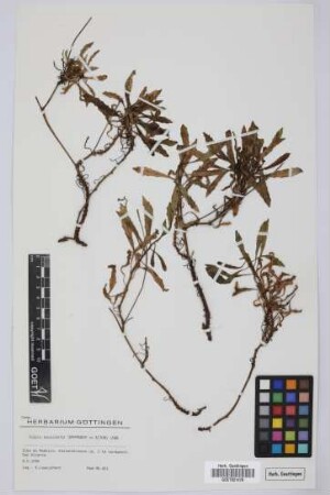 Tolpis succulenta Lowe