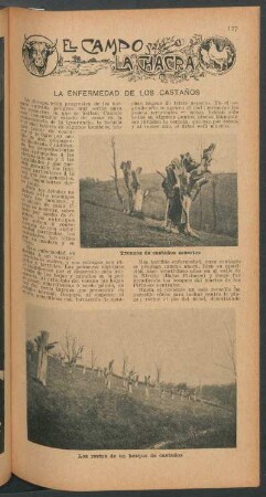 La enfermedad de los castaños : El campo y la chacra
