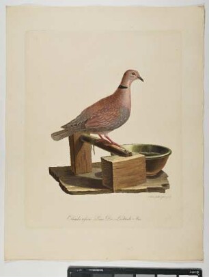 Columba risoria Linn. Die Lachtaube. Mas. - Türkentaube. Streptopelia decaocto; mas. - Zeichner und Stecher: Ambrosius Gabler