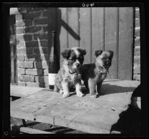 Fresnes-les-Montauban (Dep. Pas-de-Calais, Frankreich): 2 Hundewelpen ("[Leutnant] Ortners Hunde") (Seitansicht)