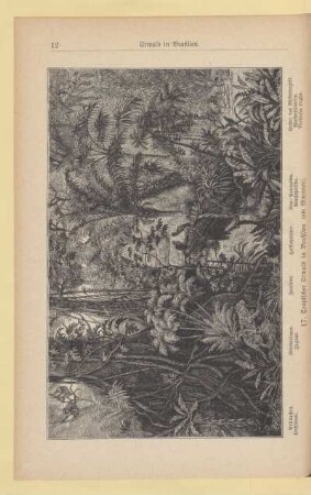 17. Tropischer Urwald in Brasilien (am Maranon)