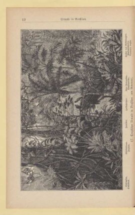 17. Tropischer Urwald in Brasilien (am Maranon)