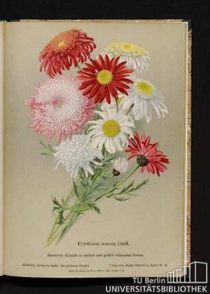 Pyrethrum roseum Lindl. Rosenrote Kamille in einfach und gefüllt blühenden Sorten.
