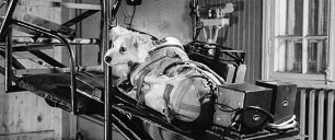 Space Dogs