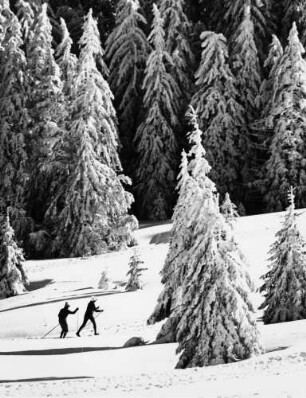 Skilangläufer im Wald