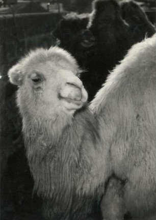 Trampeltier, auch Zweihöckriges oder Baktrisches Kamel (Camelus ferus) im Dresdner Zoo