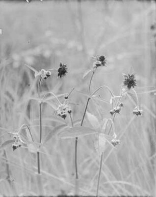 Sumpf-Blutauge : Sumpf-Blutauge (Potentilla palustris Linnaeus).