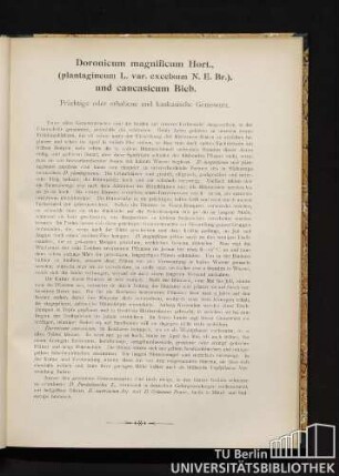 Doronicum magnificum Hort., (plantagineum L. var. excelsum N. E. Br.), und caucasicum Bieb. Prächtige oder erhabene und kaukasische Gemswurz.