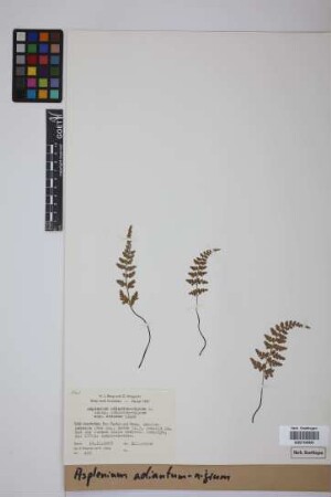 Asplenium adiantum-nigrum L.