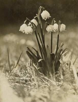 Märzenbecher (Leucojum vernum) im Polenztal