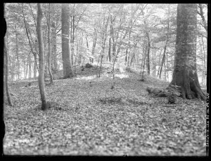 Hallstattgrab im Kammerforst bei Gamburg
