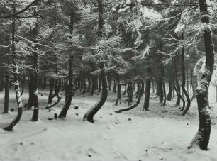 Glashütte, "Hexenwald" an der Straße nach Luchau : Glashütte, "Hexenwald" an der Straße nach Luchau. Fichtenbestand mit Randbruchschäden durch Schnee und Eis