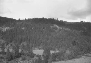 Wald : Bergige Waldlandschaft