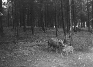 Wildschweine im Forst