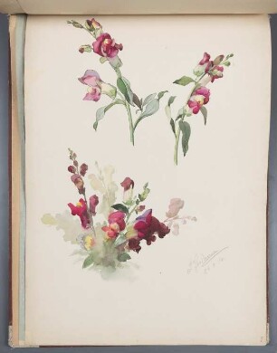 Blumen: Löwenmäulchen-Blüten
