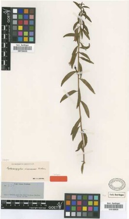 Siphocampylus impressus Urb. [isotype]