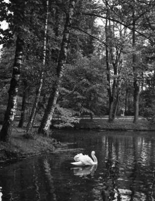Tiere. Schwan auf einem Wasserlauf in einem Park