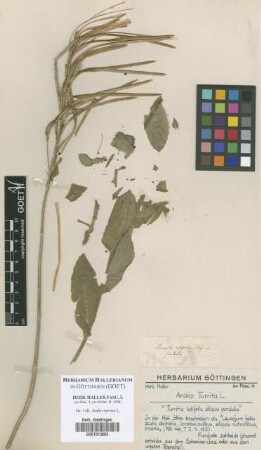 Arabis turrita L.