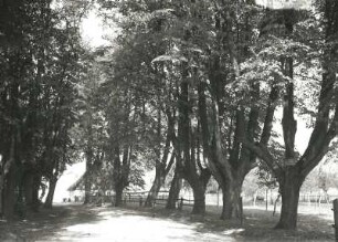 Piskowitz. Lindenallee (Winterlinde)