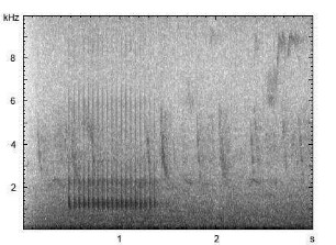 Kleinspecht | Dendrocopos minor - Trommeln