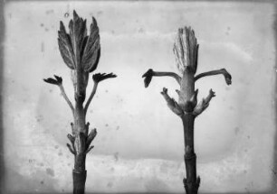 Blumenesche (Fraxinus ornus), aufbrechende Blütenknospe