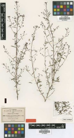 Lopezia angustifolia B.L.Rob. [isotype]