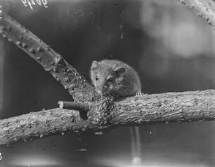 Haselmaus : Haselmaus (Muscardinus avellanarius Linnaeus) beim Klettern.