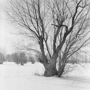 Landschaftsbild. Winter im Spreewald. : Wobraz krajiny. Zyma w Błótach.
