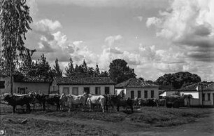 Ochsengespanne : Ochsengespanne auf dem Kirchplatz von Goiás.