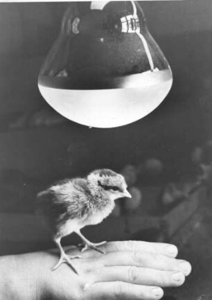Ein Küken ist ausgebrütet. Vier Tage alt und schon ein Star. Aus 800 Küken herausgegriffen sitzt die kleine Henne gemütlich unter der wärmenden Lampe, die vor allem Infrarot-Strahlen abgibt und ihr die Glucke ersetzt