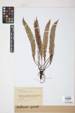 Blechnum spicant (L.) F.W.Weiss
