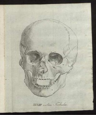 XXXIII. veteris Tschudae