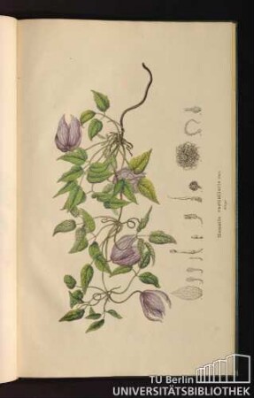 Tab. 92. Clematis verticillaris Dec.