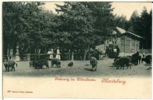 Moritzburg. Fütterung der Wildschweine