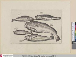 Macrella, Mackreel; Liparis,Rontvis; Asellis, Cabbelian; Apua cobitis, Spieringh; Asellus mollis, Wijtingh