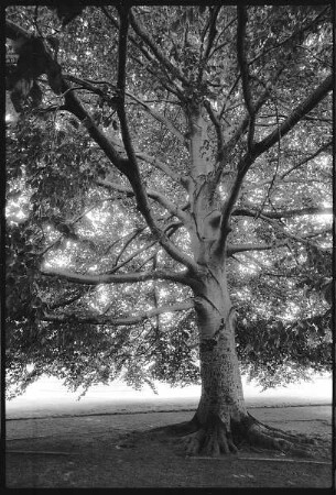 Baum