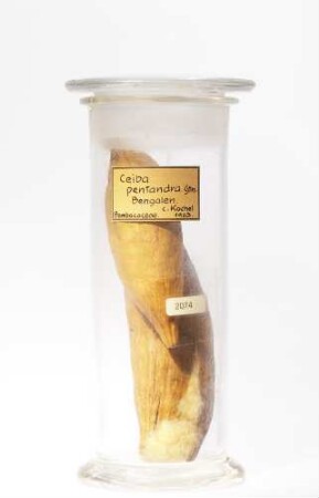 Ceiba pentandra (L.) Gaertn. aus Indien/Bangladesh