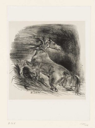 Wildpferd oder aufgeschrecktes Pferd, aus dem Wasser springend