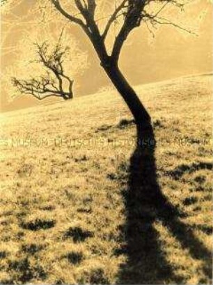 Verfremdete Aufnahme eines Baumes mit Schatten (Altersgruppe 18-21)