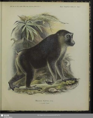 Macacus maurus, F. cuv.; c. 1/2 nat. Grösse